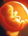 foetus.jpg